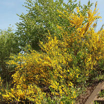 Cytisus scoparius, Besen-Ginster, Bereich A Hafen, Aufnahme-Datum: n.b.