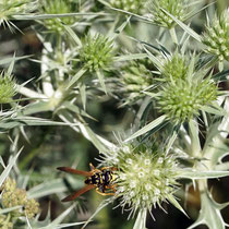 Wespe auf  Blüte vom Feldmannstreu, Bereich D Rheinaue, Aufnahme-Datum: 22.07.2019