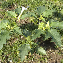 Datura stramonium, Stechapfel, Bereich D Rheinaue,  Aufnahme-Datum: 13.07.2008