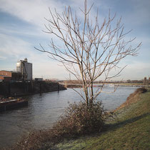 Ailanthus altissima, Götterbaum in der Hafenmauer eingewurzelt. Bereich A, Hafenmauer, Aufnahme-Datum: 19.01.2019