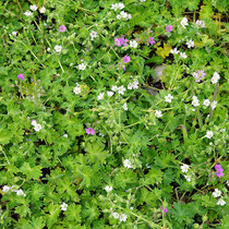 Geranium molle noch genauer zu bestimmen Bereich B Gelände, Aufnahme-Datum: 28.04.2019 