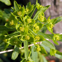 Euphorbia esula, Eselswolfsmilch, Bereich C (Rheinaue) Aufnahme-Datum: 16.04.2019