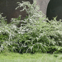  Crataegus monogyna, Eingriffliger Weissdorn, Bereich D Rheinaue, Aufnahme-Datum: 27.04.2019