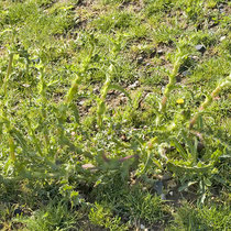 Sonchus asper, Rauhe Gänsedistel, Bereich D Rheinaue,   Aufnahme-Datum: 13.07.2008