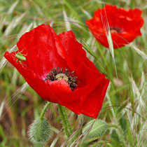 Heupferd, junges Larvenstadium, auf Klatschmohn, Bereich D Rheinaue, Aufnahme-Datum: 11.05.2019