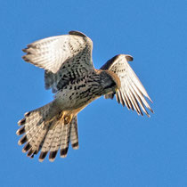 Turmfalke stehend in der Luft im Rüttelflug Aufnahme-Datum: 30.12.2019, m.frdl. Genehmigung von Ralf Forsten