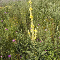 Artemisia vulgaris, Verbascum phlomoides, Carduus acanthoides, Chenopodium album, Bereich D Rheinaue,   Aufnahme-Datum: n.b.