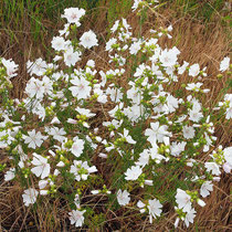 Malva moschata, Moschusmalve, Bereich B Gelände,  Aufnahme-Datum: 21.06.2015