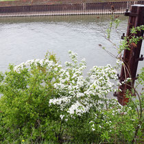 Crataegus monogyna, Bereich A Hafen, Aufnahme-Datum: 27.04.2019