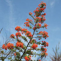 Pyracantha  coccinea, `Red Column`, Feuerdorn,  Bereich B Gelände, Aufnahme-Datum: n.b.