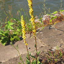 Verbascum nigrum, Schwarze Königskerze, Bereich A, Hafen    Aufnahme-Datum: n.B.