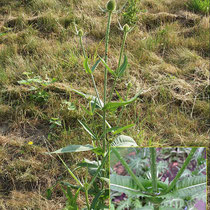 Dipsacus fullonum, Wilde Karde, Bereich B Gelände,  Aufnahme-Datum: 19.03.2019