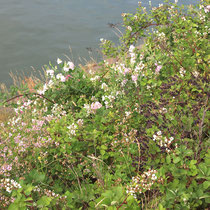 Rubus fruticosus, Brombeere, Bereich A Hafen, Aufnahme-Datum: 21.06.2015