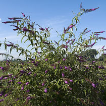 Buddleja davidii, Schmetterlingsflieder, Blütenstand, Bereich D Rheinaue, Aufnahme-Datum: 13.07.2008