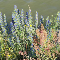 Echium vulgare, Rumex thyrsiflorus, Bereich A Hafenmauer,  Aufnahme-Datum: 19.06.2010 