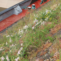 Rubus fruticosus, Lathyrus latifolius, Sedum album, Isatis tinctoria, Bereich A  Hafenmauer,  Aufnahme-Datum: 19.06.2010