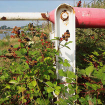 Rubus fruticosus, Brombeere, Bereich A Hafen, Aufnahme-Datum: n.b.