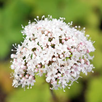 Valeriana officinalis , Arznei-Baldrian, Bereich A Hafen,   Aufnahme-Datum: 21.06.2015