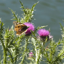 Distelfalter auf Kratzdistel Aufnahme-Datum: