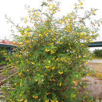 Caragana arborescens, Gewöhnlicher Erbsenstrauch, Blütenstände, Bereich B Gelände, Aufnahme-Datum: 21.06.2015 