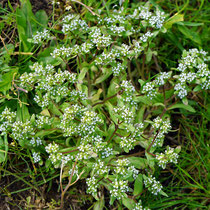 Valerinella locusta, Rapünzchen, Bereich A, Hafen, Aufnahme-Datum: 11.04.2019