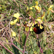 Steinhummel und Wespenbiene auf Hederichblüte, Bereich B Gelände, Foto Günter Abels, Aufnahme-Datum: 01.04.2019 