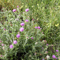 Carduus crispus, Krause Distel, Bereich D Rheinaue,  Aufnahme-Datum: 19.08.2017