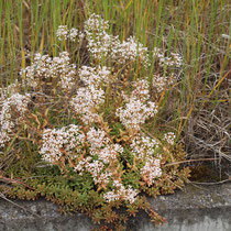 Sedum album, Bereich A Hafenmauer,  Aufnahme-Datum: 19.06.2010