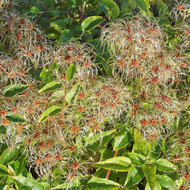 Clematis vitalba, Gewöhnliche Waldrebe, Bereich A Hafen, Aufnahme-Datum: n.b.