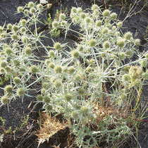 Eryngium campestre, Feld-Mannstreu, Bereich A Hafen,  Aufnahme-Datum: n.b.