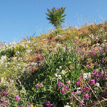 Lathyrus tuberosus, Coronilla varia, Bereich  A Hafen, Aufnahme-Datum: n.b.