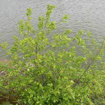 Prunus serotina, Späte Traubenkirsche, Bereich A Hafen, Aufnahme-Datum: 10.05.2019