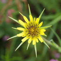 Tragopogon dubius, Großer Bocksbart, Bereich B Gelände,  Aufnahme-Datum: 30.06.2014