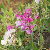 Lathyrus latifolius, Breitblättrige Platterbse, Bereich A Hafen,  Aufnahme-Datum: 19.06.2010