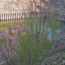 Cytisus scoparius, Besenginster, Bereich A Hafen, Aufnahme-Datum: 23.02.2019