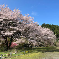 くまの親子の桜