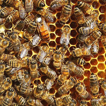 Cadre d'abeilles Stéphane Dupouy Apiculteur récolant dans les Landes