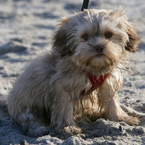 Bella liebt den Strand in ihrem neuen zu Hause und fühlt sich Bolli-Wohl