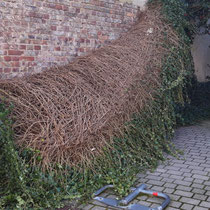 Efeuentfernung Vorher