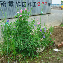 道路側の花壇
