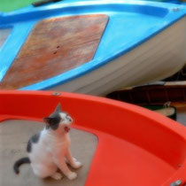 gatto al mare