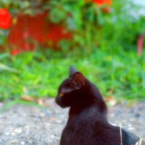 gatto in giardino