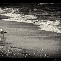 mare,bianconero,fine art,scogli,spiaggia,,gabbiani,reti da pesca,tramonto