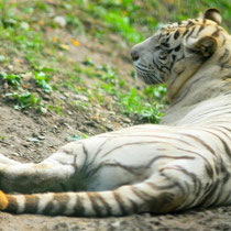 tigre bianca