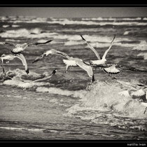 mare,bianconero,fine art,scogli,spiaggia,,gabbiani,reti da pesca,tramonto