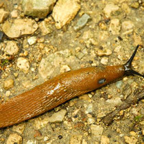 lumaca