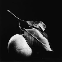 bianconero,fine art,still life,nature morte,fotografia d'arte,foto creative