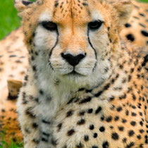 ghepardo,leopardo