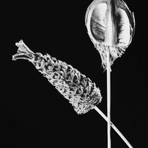 bianconero,fine art,still life,nature morte,fotografia d'arte,foto creative