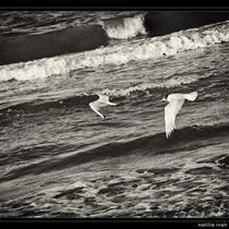 mare,bianconero,fine art,scogli,spiaggia,,gabbiani,reti da pesca,tramonto